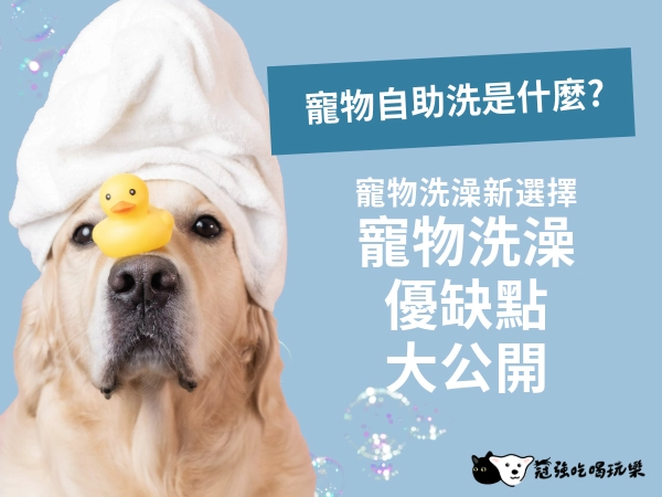 寵物電商,懶人包/知識教學型內容示意圖