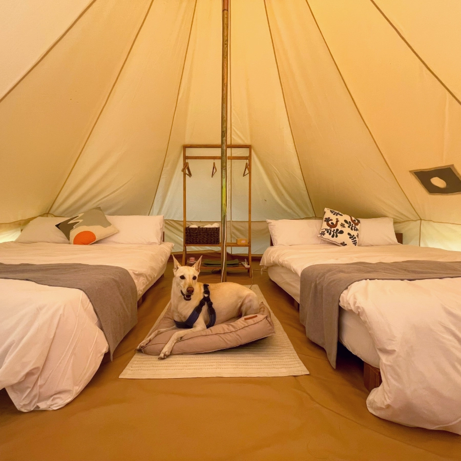 寵物電商|體驗分享行內容示意圖