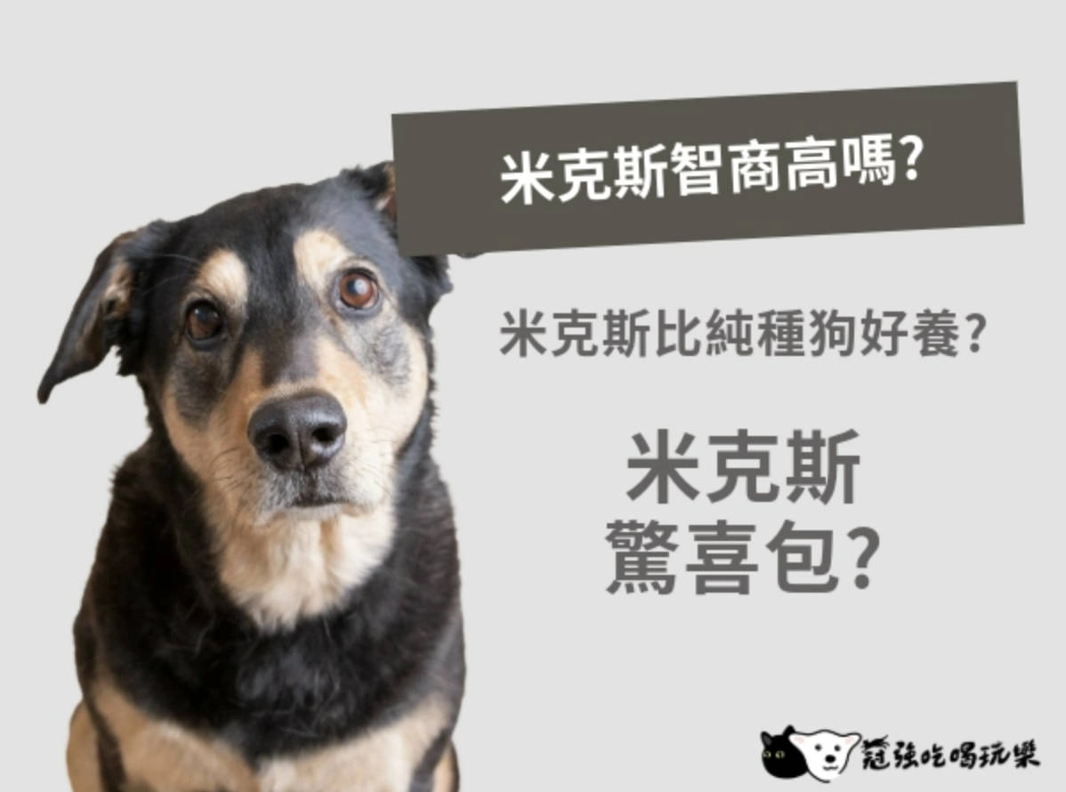 冠強吃喝玩樂｜米克斯