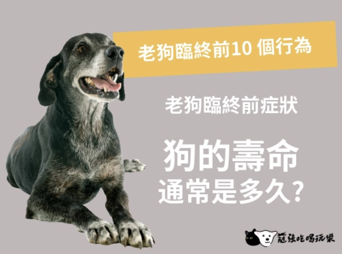 冠強吃喝玩樂｜老狗臨終前症狀